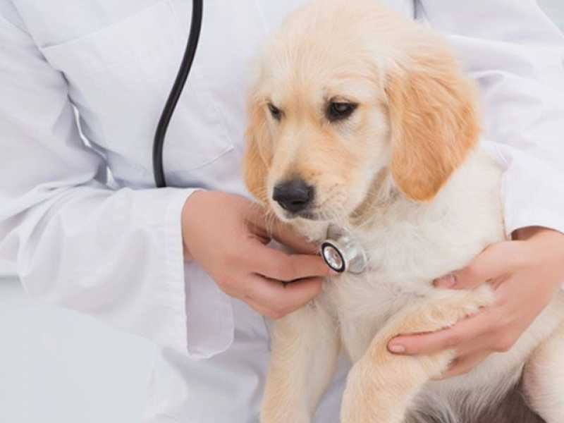 Onde Encontro Consulta Médico Veterinário Cotia - Consulta Veterinária para Cães - Dog Up
